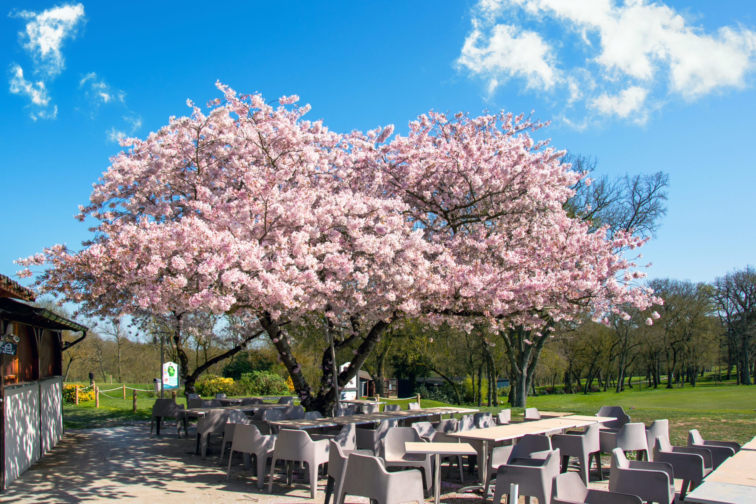 Cerisier-restaurant golf